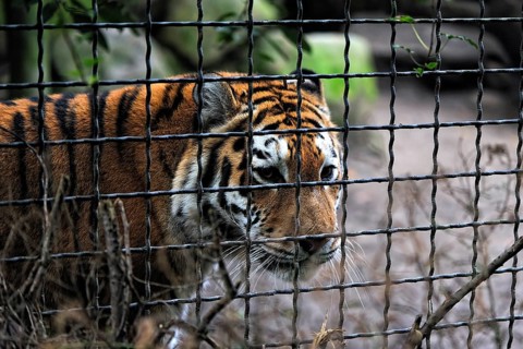 An Amur tiger in a zoo