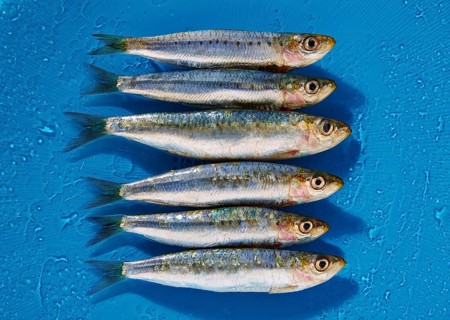 Sardine fishes in a row on a blue wet background