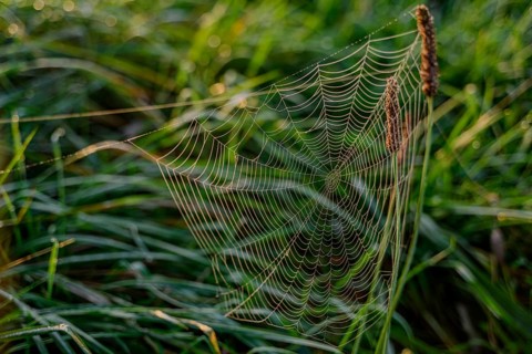 A spider's web covered with dew in the morning grass, Danube, Bogen, Lower Bavaria