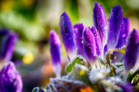 Spring awakens in the garden