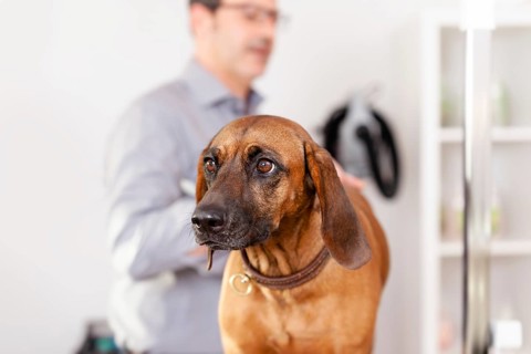 An image of a Bavarian Welding Dog Grooming