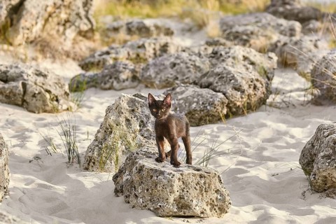 Little Black Kitten on the Stone in Desert Varna, Bulgaria, Europe