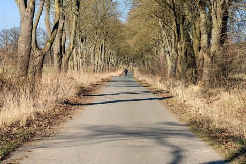 Bikeway with oaks near State domain Beberbeck, Hofgeismar, Kassel district, Hesse, Germany, Europe