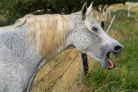 Arabian horse yawning, Weserbergland, Hesse, Germany, Europe