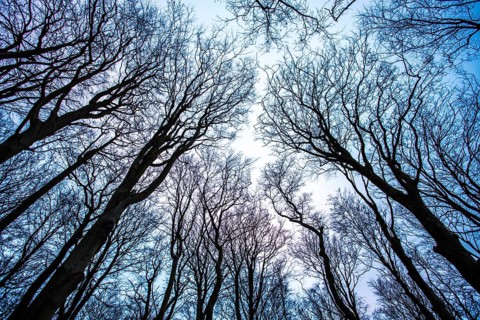 Treetops