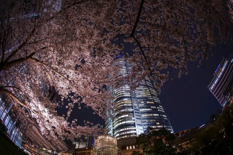 Mohri Garden of going to see cherry blossoms at night and Roppongi Hills. Shooting Location: Tokyo