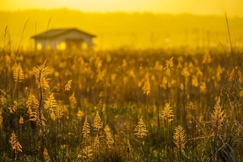 Japanese pampas grass fields and the sun and the house. Shooting Location: Miyagi Prefecture