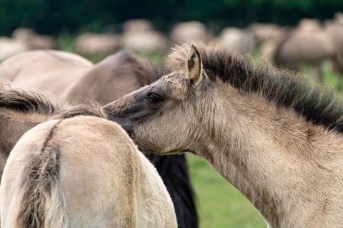 The Dülmen horses live wild near Dülmen, in the Merfelder Bruch nature reserve in North