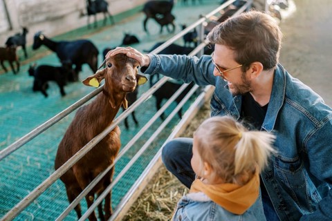 Little girl stands next to her dad stroking a goat head poking out over a pen fence.