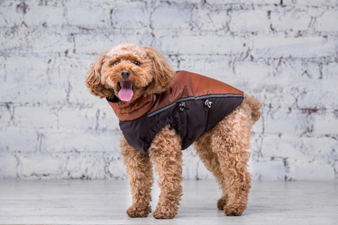 Small funny dog of brown colour with curly hair of toy poodle breed posing in clothes for dogs.