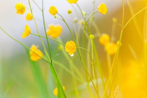 Flower meadow, buttercup (Ranunculus acris), St. Peter Freienstein, Styria, Austria, Europe