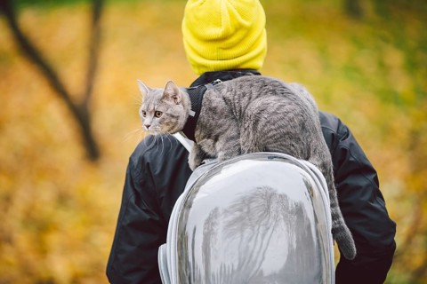 Street walk autumn, adult Caucasian man wearing dark jacket bright yellow hat and his trained