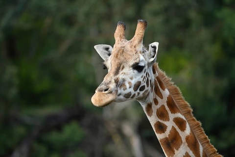 Portrait of a Rothschild's giraffe (G. c. rothschildi) at Christchurch, New Zealand, Oceania