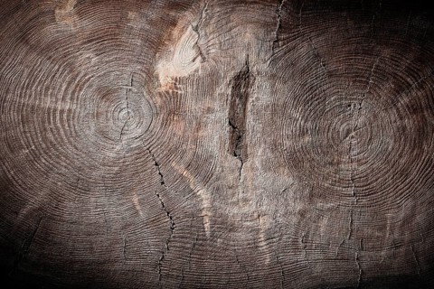 General view cross cut of double tree trunk vintage wood texture