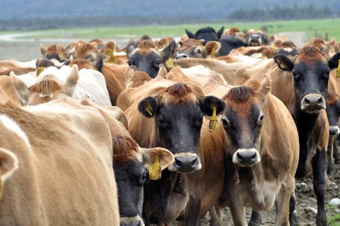 Jersey cows coming in from pasture, West Coast, New Zealand, Oceania