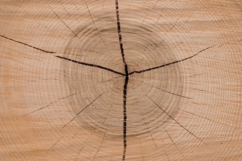 Cut surface of a tree shows the annual rings - close-up