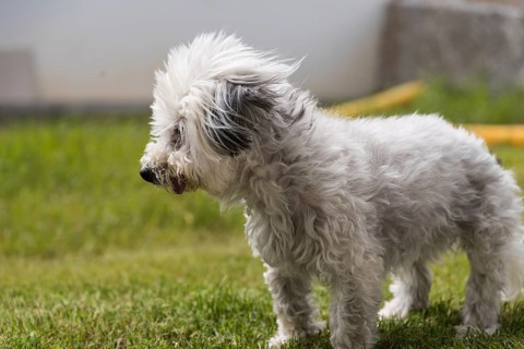 Wind blows around the ears of a white dog - Havanese pedigree dog