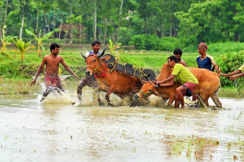 Moichara cattle race festival Herobhanga village, Canning railway station, West Bengal, India, Asia