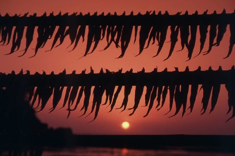 Fish kept for drying, Gorai beach, Borivali, Mumbai, Maharashtra, India, Asia