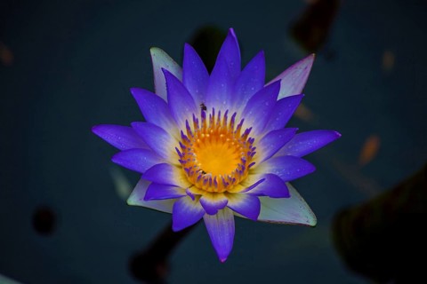 Blue lotus, visakhapatnam, Andhra Pradesh, India, Asia