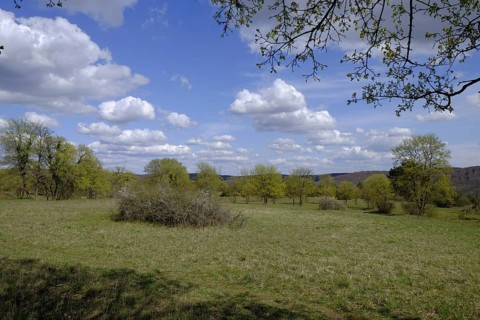 Ruine Homburg nature reserve with the largest contiguous dry grassland in Germany and steppe heath