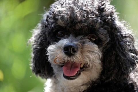 Harlequin Poodle, Poodle