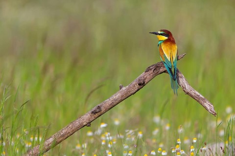 Bee-eater, (Merops apiaster), individual, perch, Tiszaalp-r, Kiskuns-gi National Park, B-cs-Kiskun,