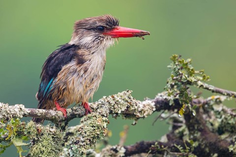 Brown-hooded kingfisher (Halcyon albiventris), perching site, Kingfisher family, iSimangaliso