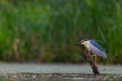 Black-crowned black crowned night heron (Nycticorax nycticorax), Bihoreau gris, HÈron bihoreau,