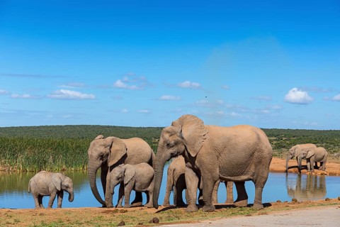 African elephant, (Loxodonta african), Addo Elephant National Park, Addo Camp, Western Cape, South
