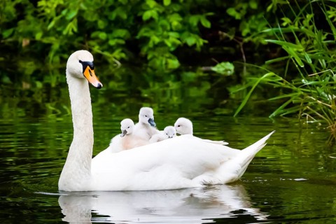 Mute swan (Cygnus olor), Lower Saxony, Federal Republic of Germany