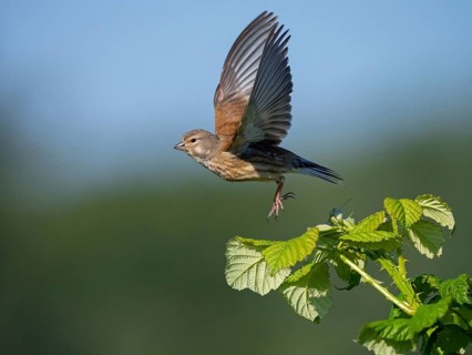 Linnet, Common Linnet, Eurasian Linnet, (Carduelis cannabin), (Acanthis cannabina), Linotte