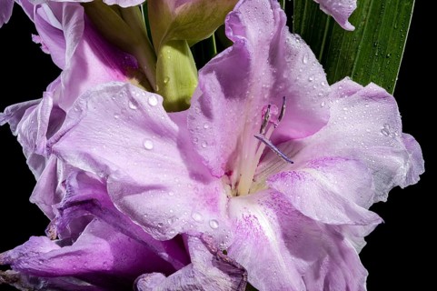 Beautiful Blooming lilac Gladiolus Blue Beauty isolated on a black background. Flower head