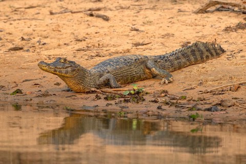 Caiman (Caimaninae), Alligator (Alligatoridae), Crocodile (Crocodylia), Reflection, Pantanal,