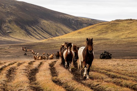 Icelandic horses, Landmanalaugar, Iceland, Europe