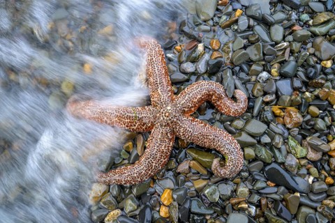 Starfish (Echinodermata spec.) on wet stones, surrounded by water, in natural environment, Hoonah,