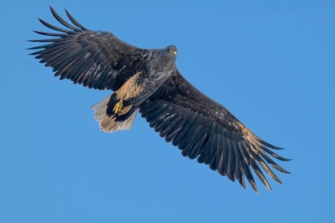 White-tailed eagle (Haliaeetus albicilla), Lofoten, Norway, Europe
