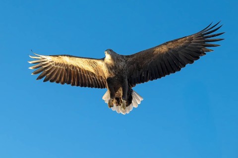 White-tailed eagle (Haliaeetus albicilla), Lofoten, Norway, Europe