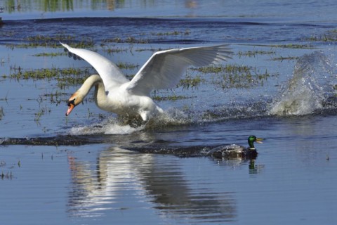 Mute Swan and Mallard during the mating season