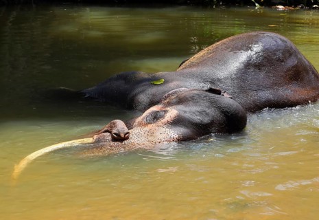 Elephant is lying in river in Sri Lanka