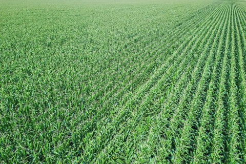 Green corn field, Corn field