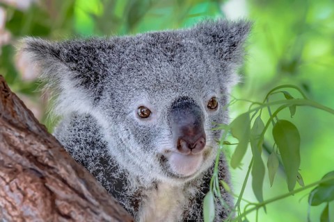 Australian koala bear in a eucalyptus tree in Queensland