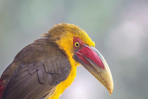 Portrait of a Saffron toucanet against defocused background, Serra da Mantiqueira, Atlantic Forest,