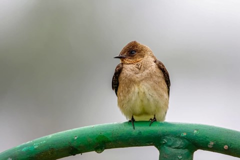 Close-up of a Brown-chested Martin perched on a green metal pipe against defocused gray background,