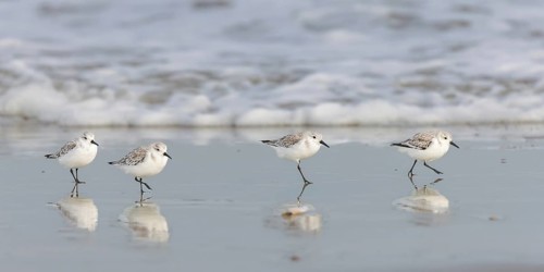Sanderlings (Calidris alba) on the beach of Juist, East Frisian Islands, Germany, Europe