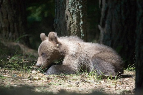 Young brown bear (Ursus arctos arctos), Transfogaras High Road, Carpathians, Romania, Europe