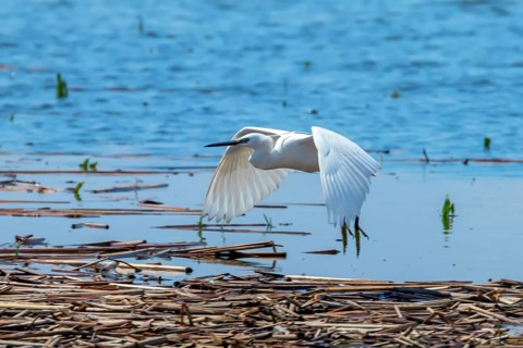 Little Egret in Flight (Egretta garzetta) Small White Heron