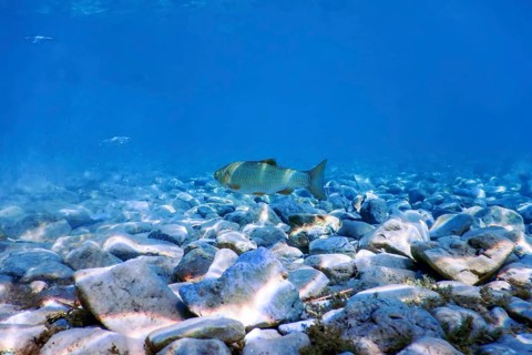 Roach fish in natural habitat, Freshwater fish underwater