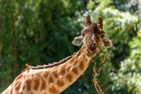 Kordofan's giraffe in captivity at the Sables Zoo in Sables d'Olonne in France