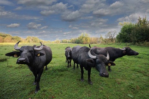 A small herd of water buffalo (Bubalus arnee) stands in a meadow in a wetland, landscape